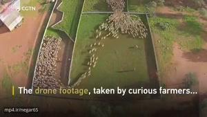 تصاویر هوایی جالبی از مزرعه گوسفندها