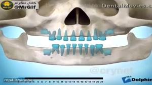 نحوه رشد دندان در کودکان