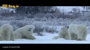 نبرد خرس‌های قطبی گرسنه برای رفع بی‌حوصلگی