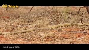 تایپان؛ سمی‌ترین مار خشکی بومی استرالیا