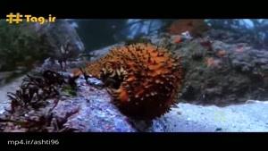 روش عجیب خیار دریایی برای شکار طعمه