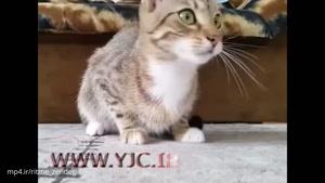 واکنشهای جالب یک گربه حین تماشای فیلمی ترسناک