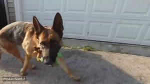 سگ ها چطور آب میخورند ! چندین برابر آهسته تر