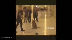 باهوش ترین سگ در ایران