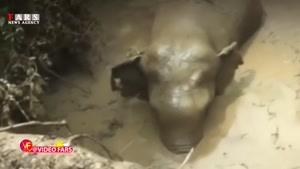 نجات فیل افتاده در گودال