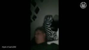 گربه های خطرناک