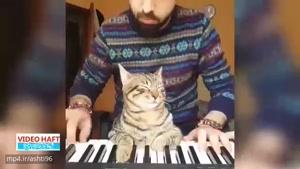آرامش با پیانیست جوان استانبولی و گربه‌هایش