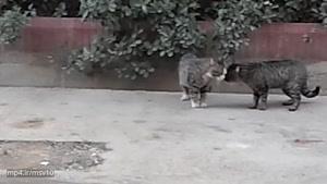 دعوای گربه ها در ایران