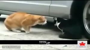 دعوای خانوادگی دو تا گربه با زیرنویس فارسی
