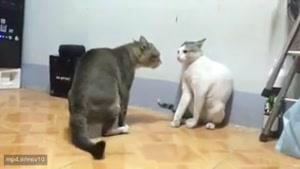 دعوای گربه ها