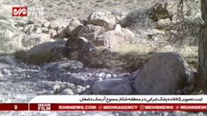 ثبت تصویر ۵ قلاده پلنگ ایرانی در منطقه شکار ممنوع آرسک دامغان