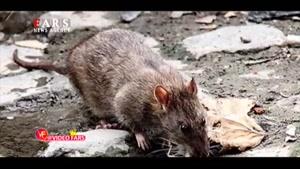 شایعه حمله موش‌های آدم‌خوار به مردم تهران