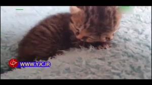 تولد گربه‌ای با دو سر به هم چسبیده در آفریقای جنوبی