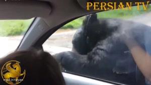فیلم های ضبط شده از لحظه حمله حیوانات به انسان