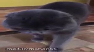 این گربه داره سعی میکنه با صاحبش صحبت کنه 😍❤️