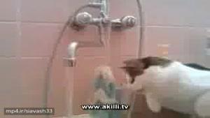 این گربه از شیر آب می خوره !