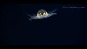 فیلم/ عروس دریایی کهکشانی در قعر اقیانوس آرام
