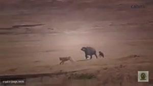 تاثیر گذارترین کلیپ برگزیده ی 2015 همه ی بوفالوها از دست گروه شیر ها فرار میکنن بجز مادر..