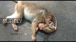 صحنه‌ای غم انگیز از یک بچه میمون در خیابان 