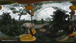 ویدیو 360 درجه - گلخانه ای با 2000 پروانه زیبا