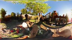 ویدیو 360 درجه : در کنار خرگوش ها بامزه
