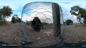 ویدیو 360 درجه _ سلفی با میمون های شیطون