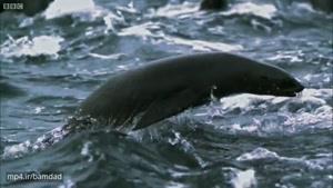 تصاویر بی نظیری از لحظه شکار شیردریایی توسط کوسه
