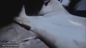 ویدئو‌ای جالب و کم دیده شده از از گرفتن یک اره ماهی‌(از نزدیک چقدر وحشتناکه)