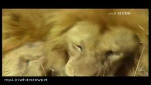 مستند زیبای زندگی گربه سانان ضبط شده از شبکهBBC