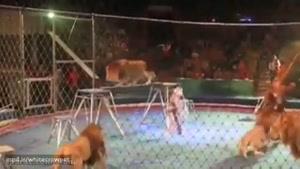 هرج و مرج در سیرک‌ و حمله شیر ها به مربی بخت برگشته....