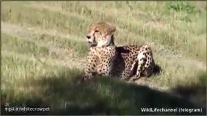 شکار چیتا توسط پلنگ