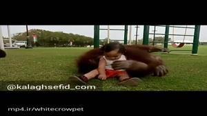رابطه عاطفی اورانگوتان با یک کودک