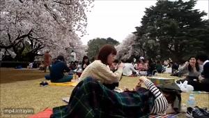 جشن شکوفه ها در ژاپن با ترانه -پارسال بهار دسته جمعی رفته بودیم زیارت- عباس قادری
