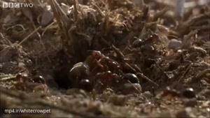 این‌کلیپ‌هم قسمتی از مستند زیبای #کلونی_مورچه هاست که براتون کات کردم