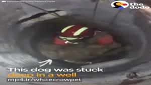 آتش نشانها سگی رو که افتاده بود توی چاه نجات دادن ، عکس العمل سگ نسبت به آتش نشانی
