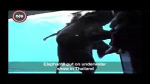 فیلم: شنا کردن فیل