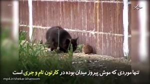 تام و جری واقعی؛ در اینجا موش بر مجموعه‌ای از گربه ها پیروز است