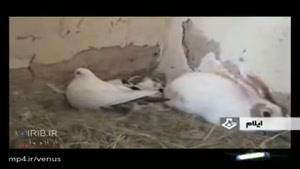 محبت و احساس مادری کبوتر نسبت به بچه خرگوش ها!
