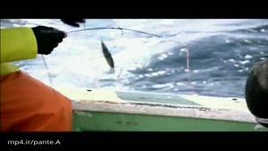 خوردن سّمی ترین ماهی دنیا ، بادکنک ماهی فوگو