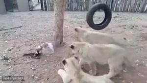 دعوای یک سگ با چند بچه شیر بر سر حقش.