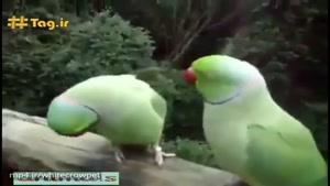 صحبت کردن با نمک دو طوطی سبز با هم