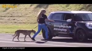 پورتر نام سگ باهوشی است که بعد از یک دوره آموزشی توانست رانندگی کند و لقب اولین سگ راننده جهان را گر