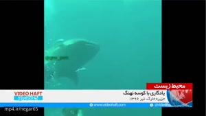 فیلم یادگاری غواص با کوسه نهنگ در خلیج فارس