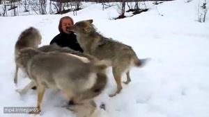 واکنش جالب ودیدنی گرگها به زنی که آنها رانجات داده بود!