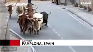 جشن فرار از گاوهای وحشی در اسپانیا