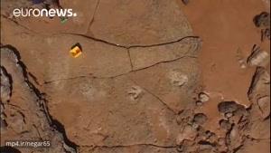کشف رد پاهایی از بزرگترین گونه های دایناسورها در استرالیا