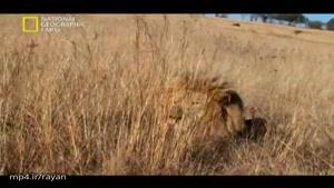 فیلم بیرحمی و شکار ، توسط دسته ای از شیرها ی گرسنه