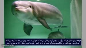 10 تا از واقعیت های جالب درباره دلفین ها
