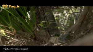 کاکاپو؛ تنها گونه طوطی که پرواز نمی‌کند