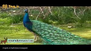 کلیپی زیبا از پرنده پر عشوه؛ زیبایی‌های طاووس